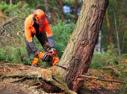 Best Weed Control  in Islip Terrace, NY