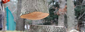 Best Tree Trimming and Pruning  in Islip Terrace, NY