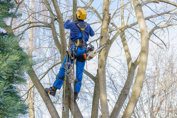 Best Arborist Consultation Services  in Islip Terrace, NY