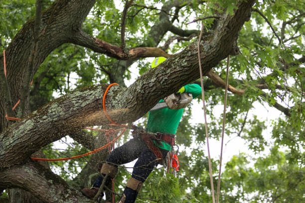 Best Tree Risk Assessment  in Islip Terrace, NY