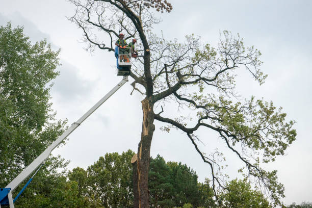 Best Firewood Processing and Delivery  in Islip Terrace, NY