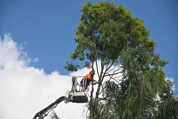 Best Lawn Pest Prevention  in Islip Terrace, NY