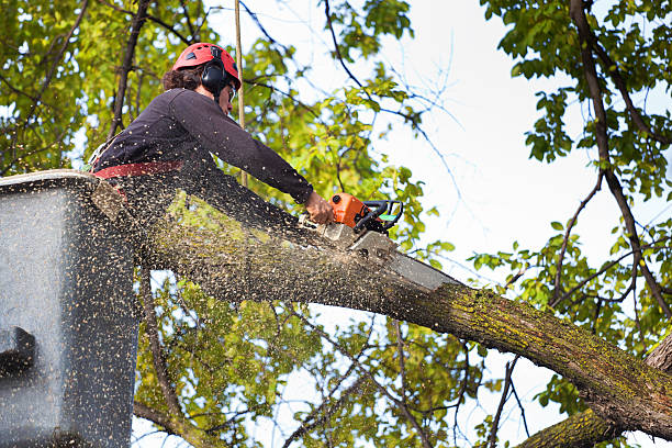 Best Root Management and Removal  in Islip Terrace, NY