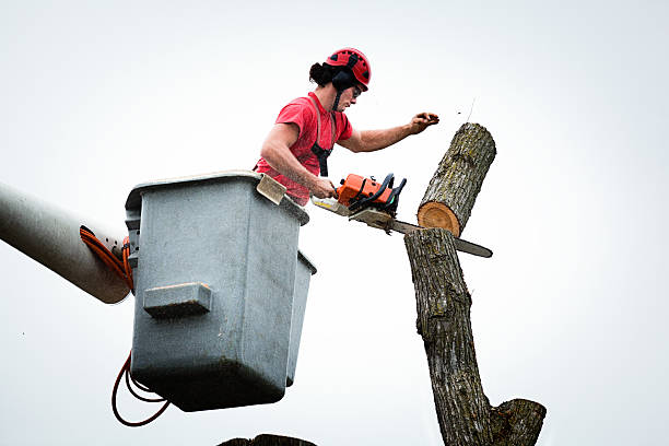 Best Hedge Trimming  in Islip Terrace, NY