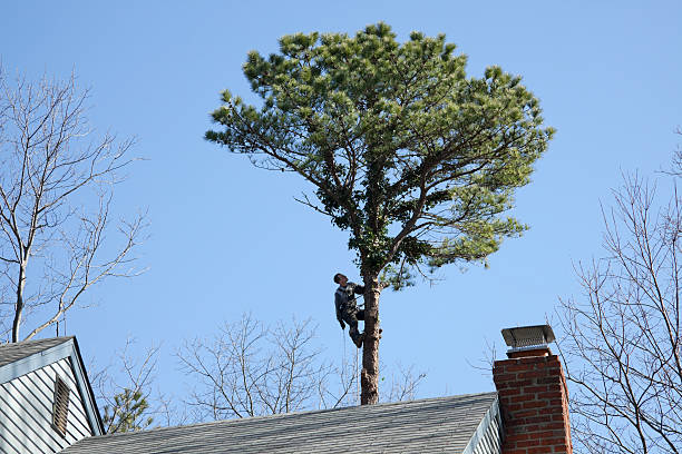 Best Pest Control for Lawns  in Islip Terrace, NY